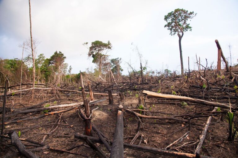 Dónde pisa no crece la hierba: Un estudio sobre el impacto humano en la naturaleza