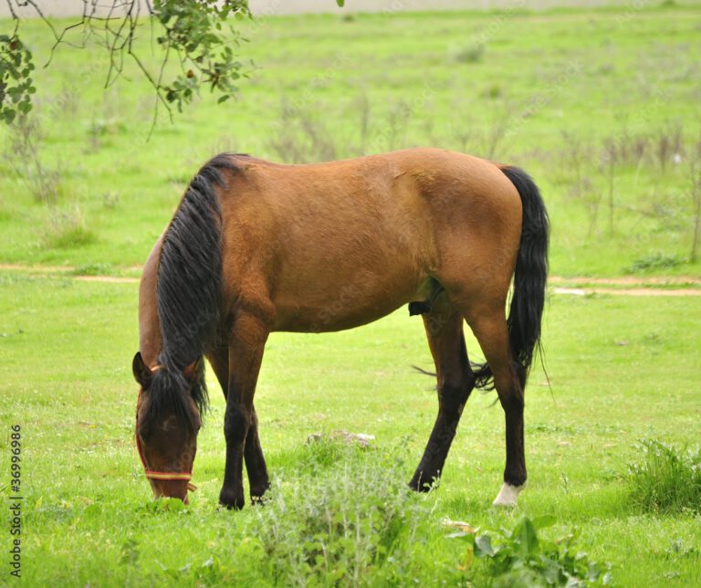 Qué hacen los caballos durante el día