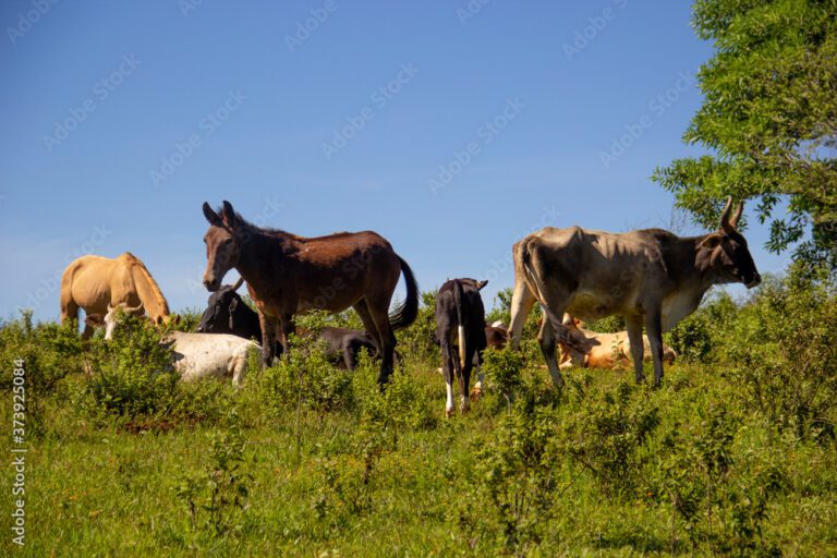 Qué animales entran en la ganadería