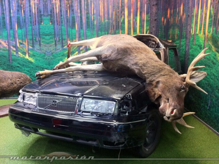 Cómo debe proceder un conductor que encuentra animales sueltos en la vía pública