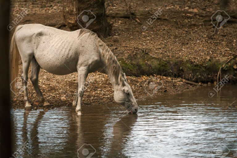 Cuánto tiempo puede durar un caballo sin tomar agua