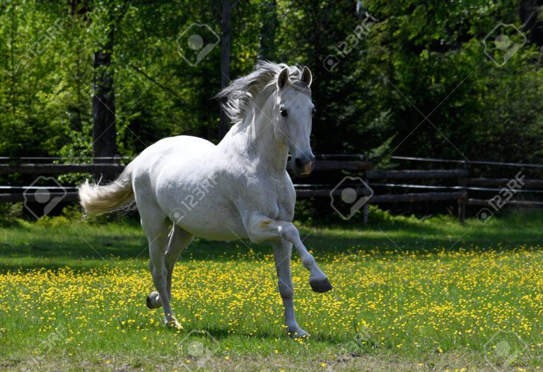 Qué características debe tener un buen caballo