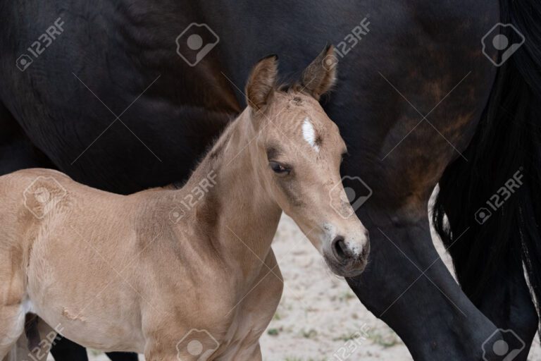 Cuántas crías puede parir un caballo
