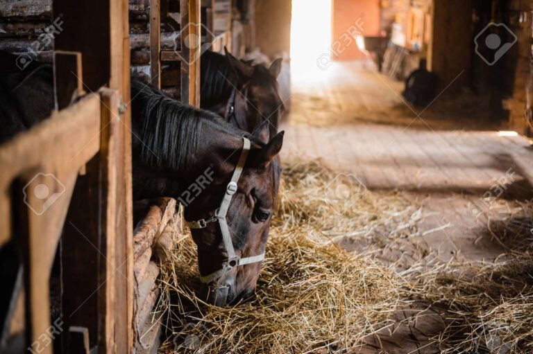Qué es bueno para aumentar la masa muscular de un caballo