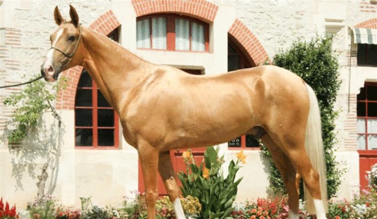 caballo akhal teke