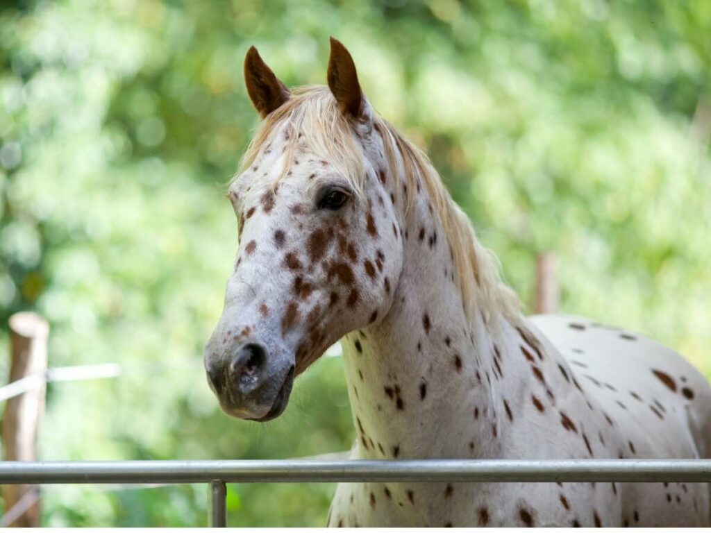 caballo apalusa
