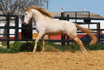 caballo perlino