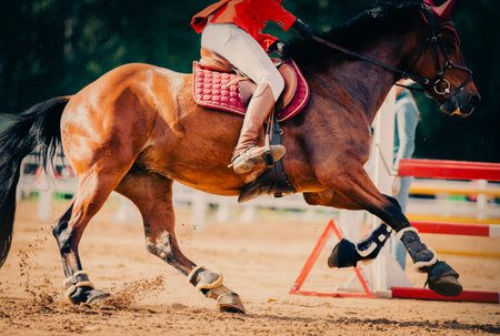 Caballo joven siendo montado por jinete experimentado
