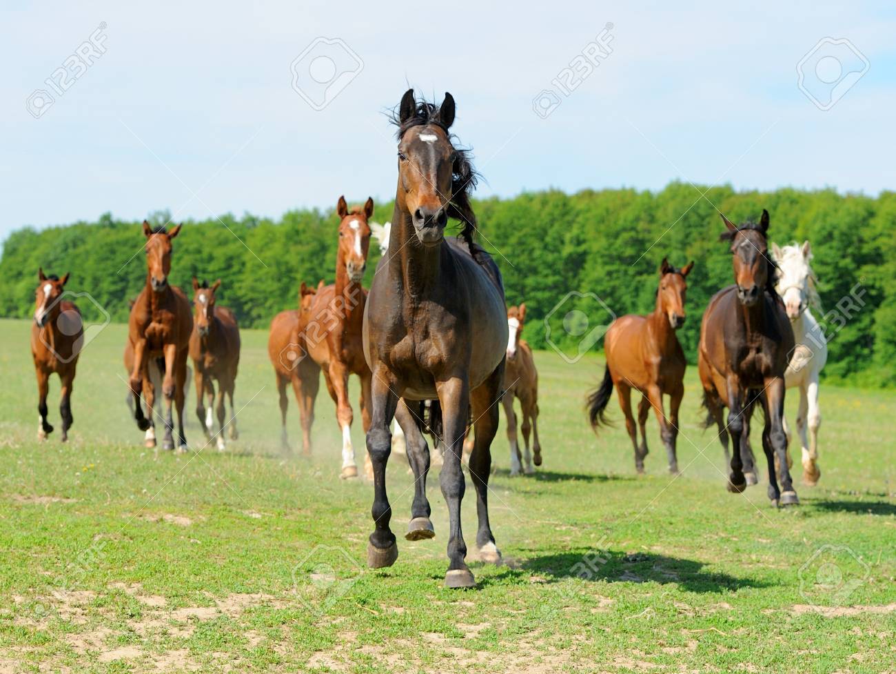 Caballo trotando en un campo abierto
