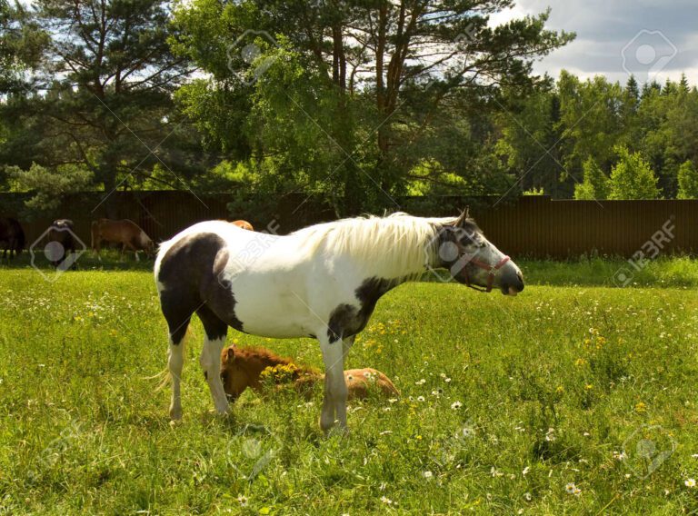 Qué raza de caballo es tiro al blanco