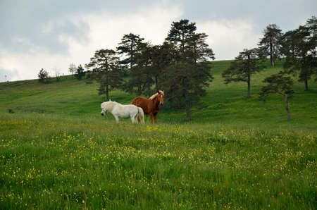 Caballo blanco en un campo verde