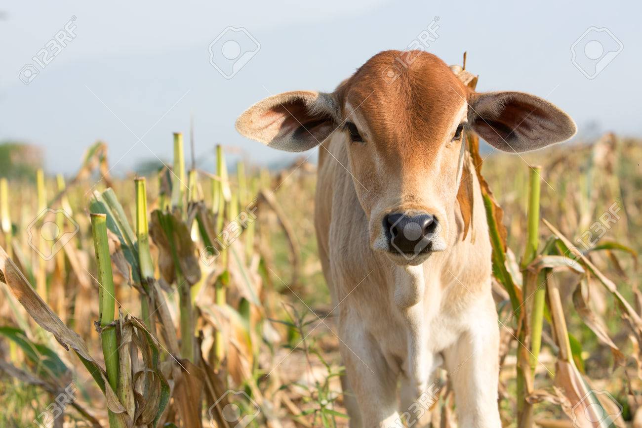 45005620 vaca que se coloca en el centro del campo de maiz cosechado