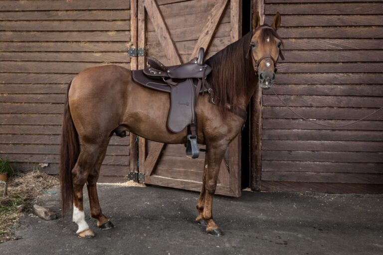 Cómo se mide una montura de caballo