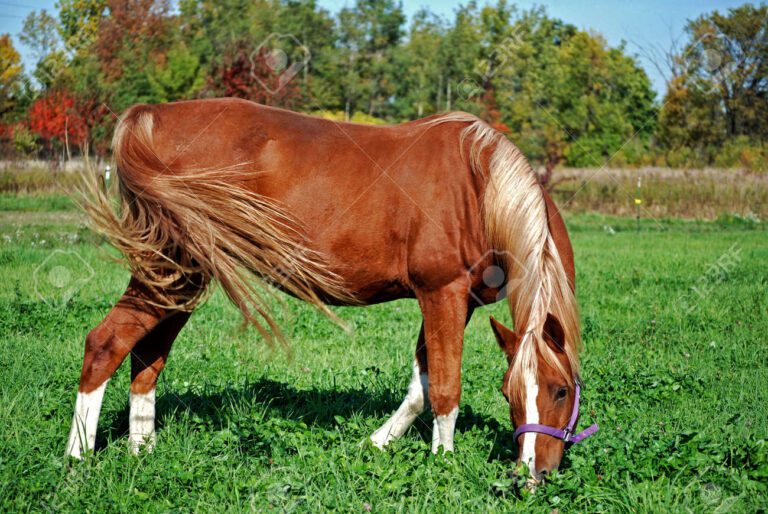 Cuántas pacas de alfalfa se come un caballo a la semana