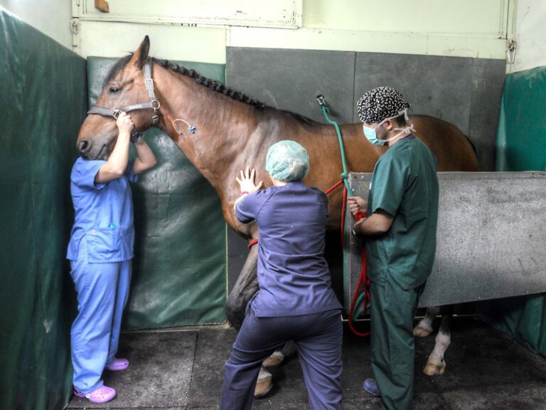 Qué hacer cuando un caballo tiene dolor de estómago
