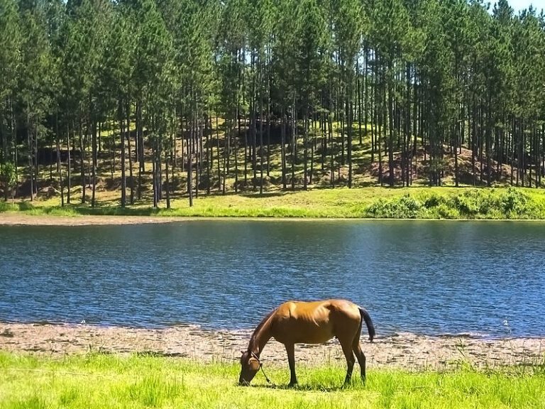 Cuántos km se pueden recorrer a caballo en un día
