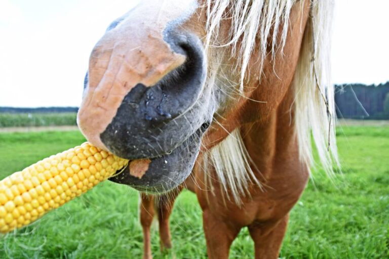 Cuántos kilos de maíz puede comer un caballo al día