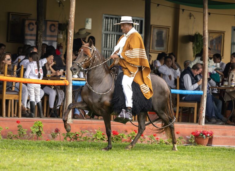 Qué va arriba del caballo: Guía completa para principiantes
