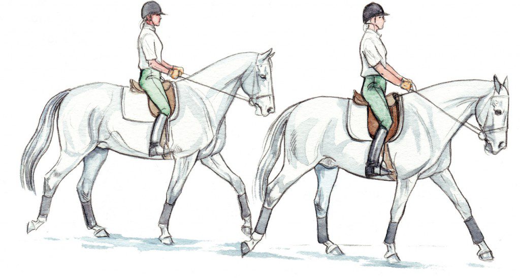 Estiramiento del caballo antes de montar