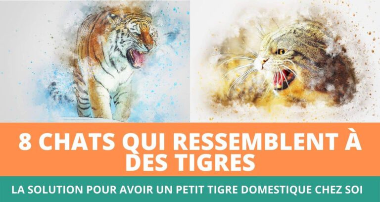 Qué animales son compatibles con el Tigre