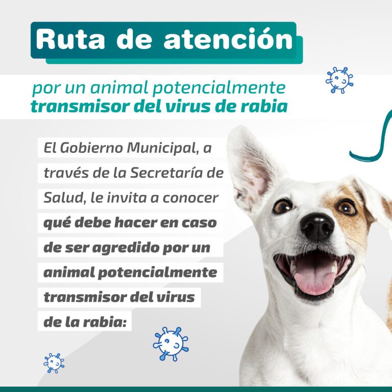 Dónde llamar cuando hay animales sueltos en la ruta