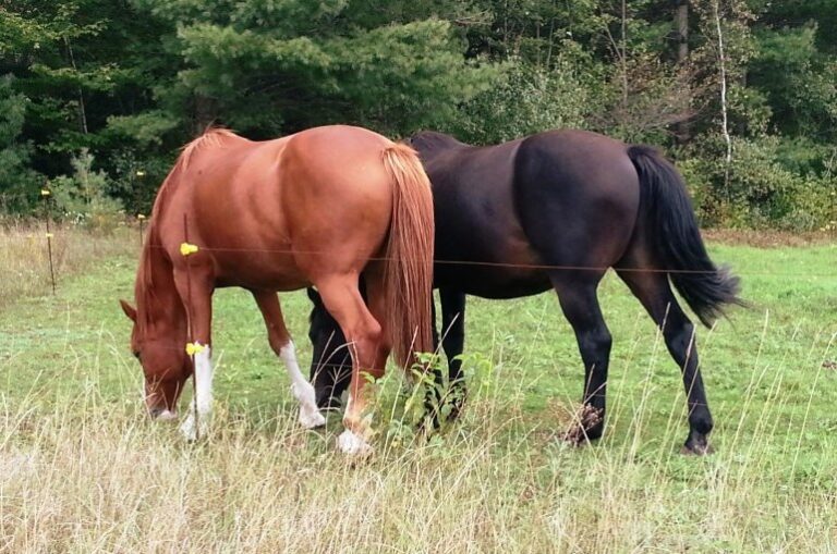 Qué contiene el alimento de caballo fiel