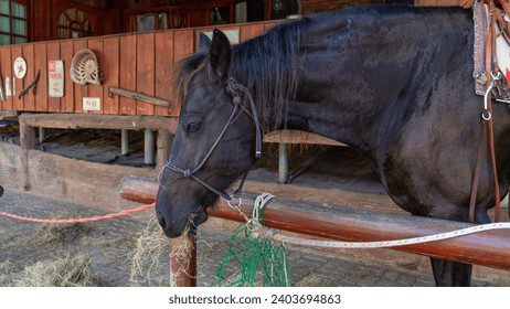 Cascos de caballos salvajes en terreno rocoso