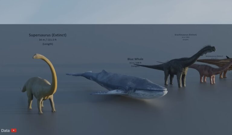 Qué animal es más alto que una jirafa