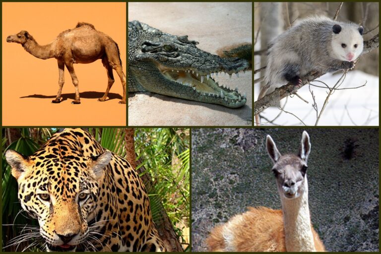 Qué especie pertenece al mismo orden que el caballo