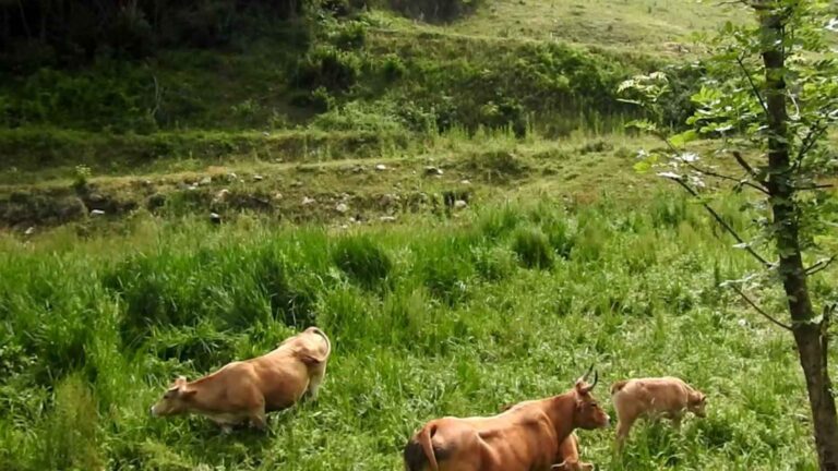 Cuántas cabezas de ganado se pueden tener por hectárea en México