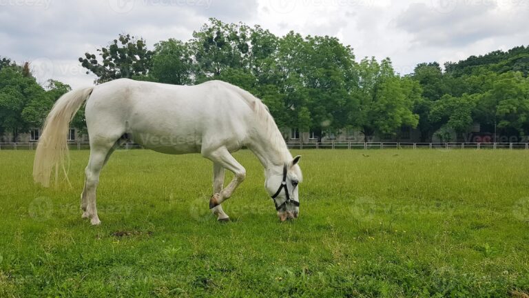 Equus caballus: Descubre qué significa este término científico