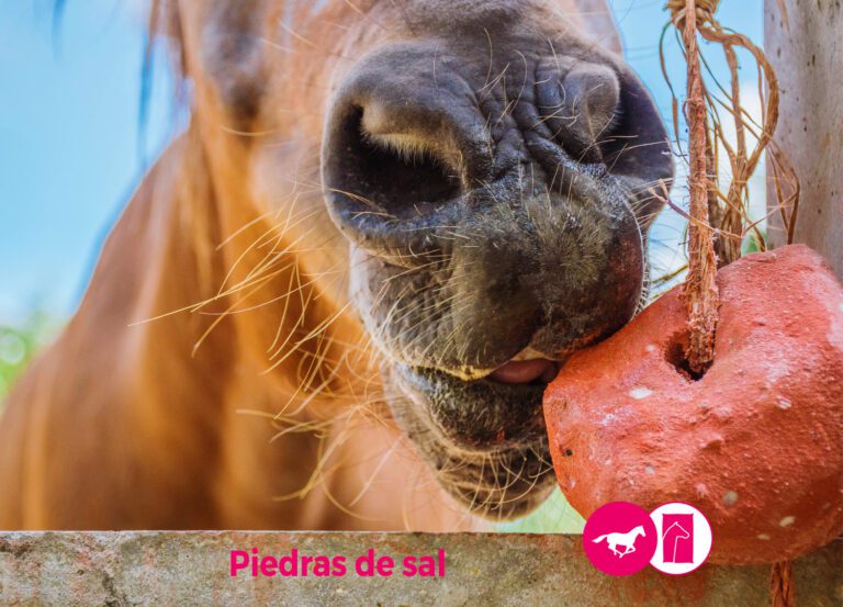 Por qué se les da sal a los caballos