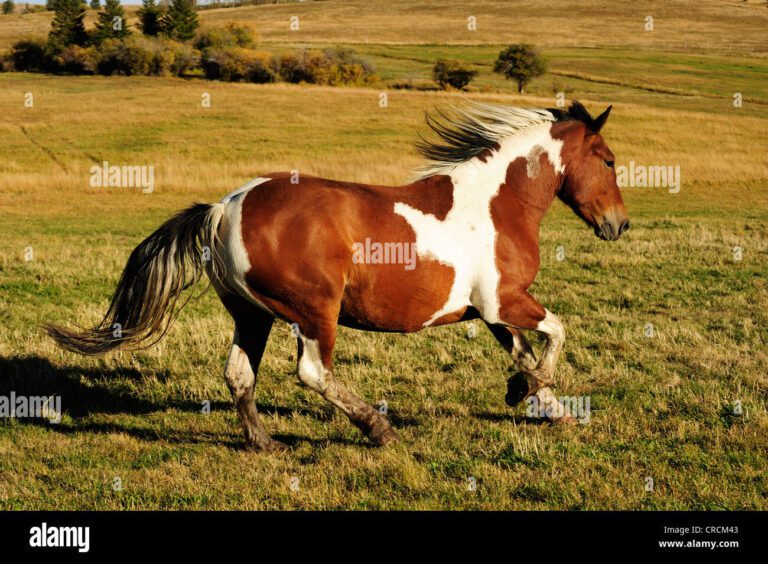 Cómo se mueve un caballo al galope