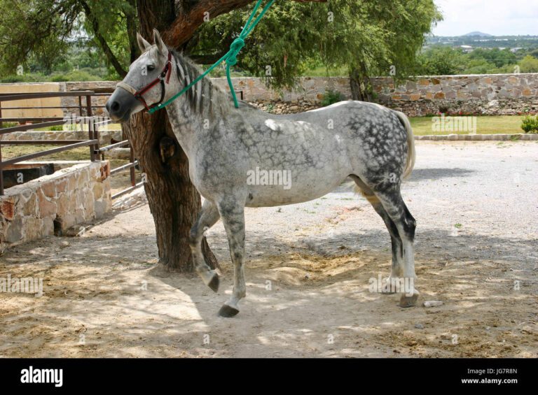 Descubriendo lo que cruza el caballo Azteca: Un viaje equino