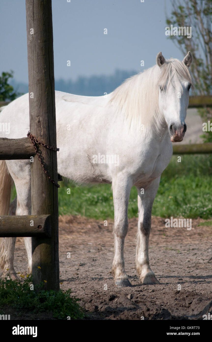Caballo blanco en paisaje medieval épico