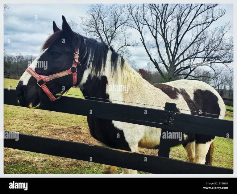 Qué significan los caballos en el libro de Zacarías