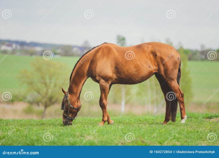 Cómo engordar un caballo rápido y fácil