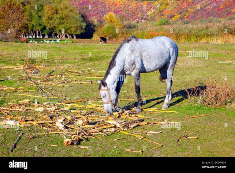 Cuánto maíz come un caballo por día