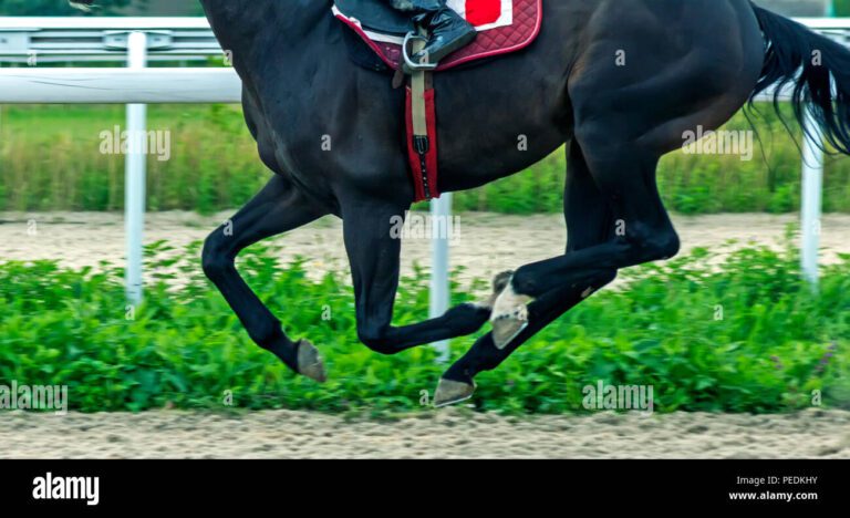 Cuál es la velocidad máxima alcanzada por un caballo