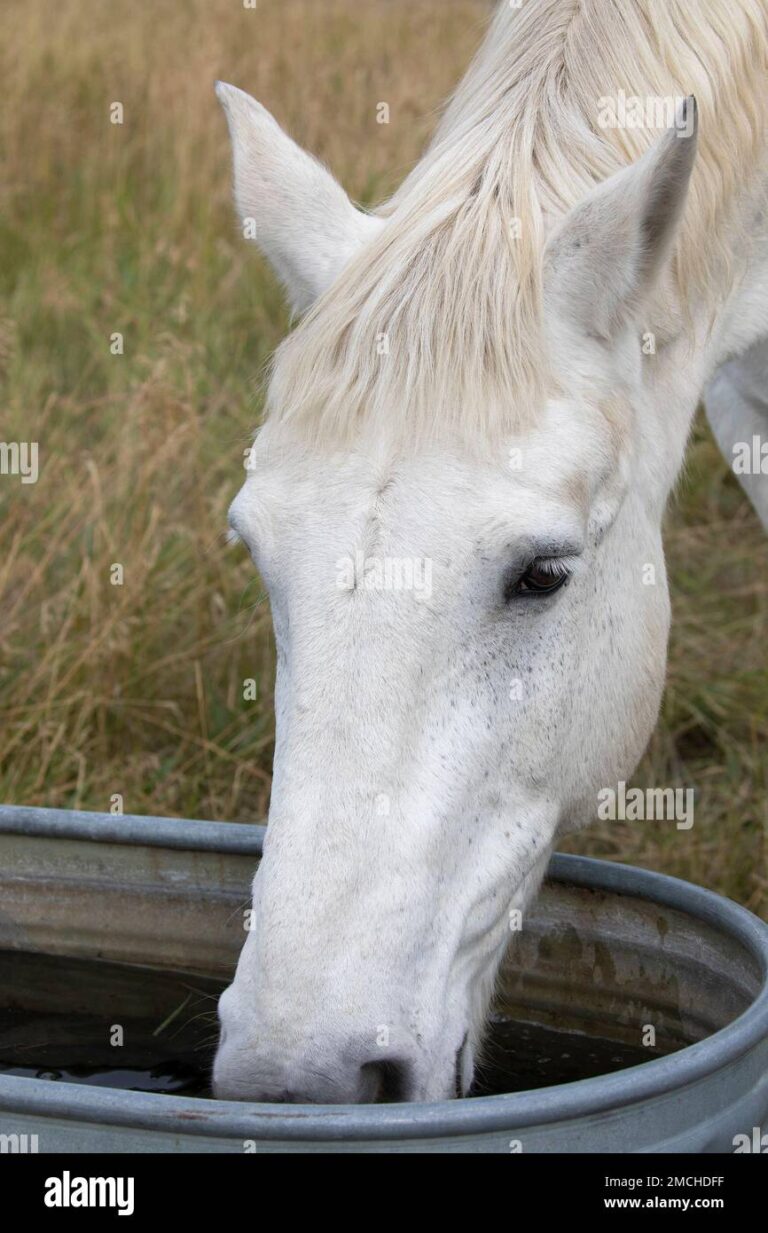 Cuántos litros de agua bebe un caballo por día