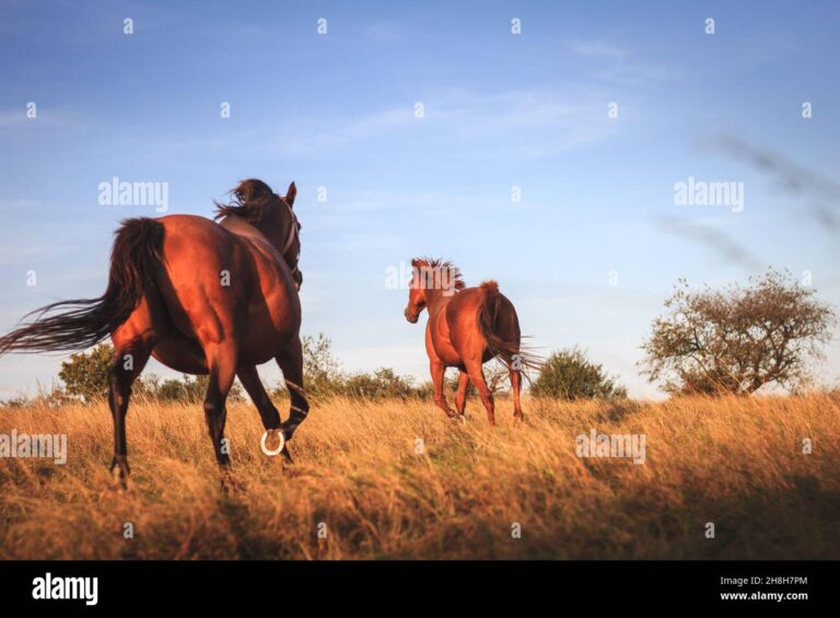 Qué quiere decir que un caballo es pura sangre