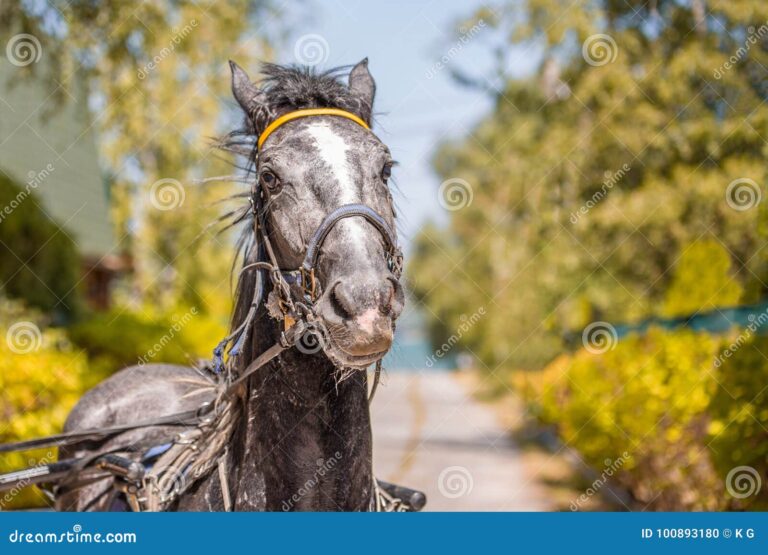 Qué significa ya se me canso el caballo