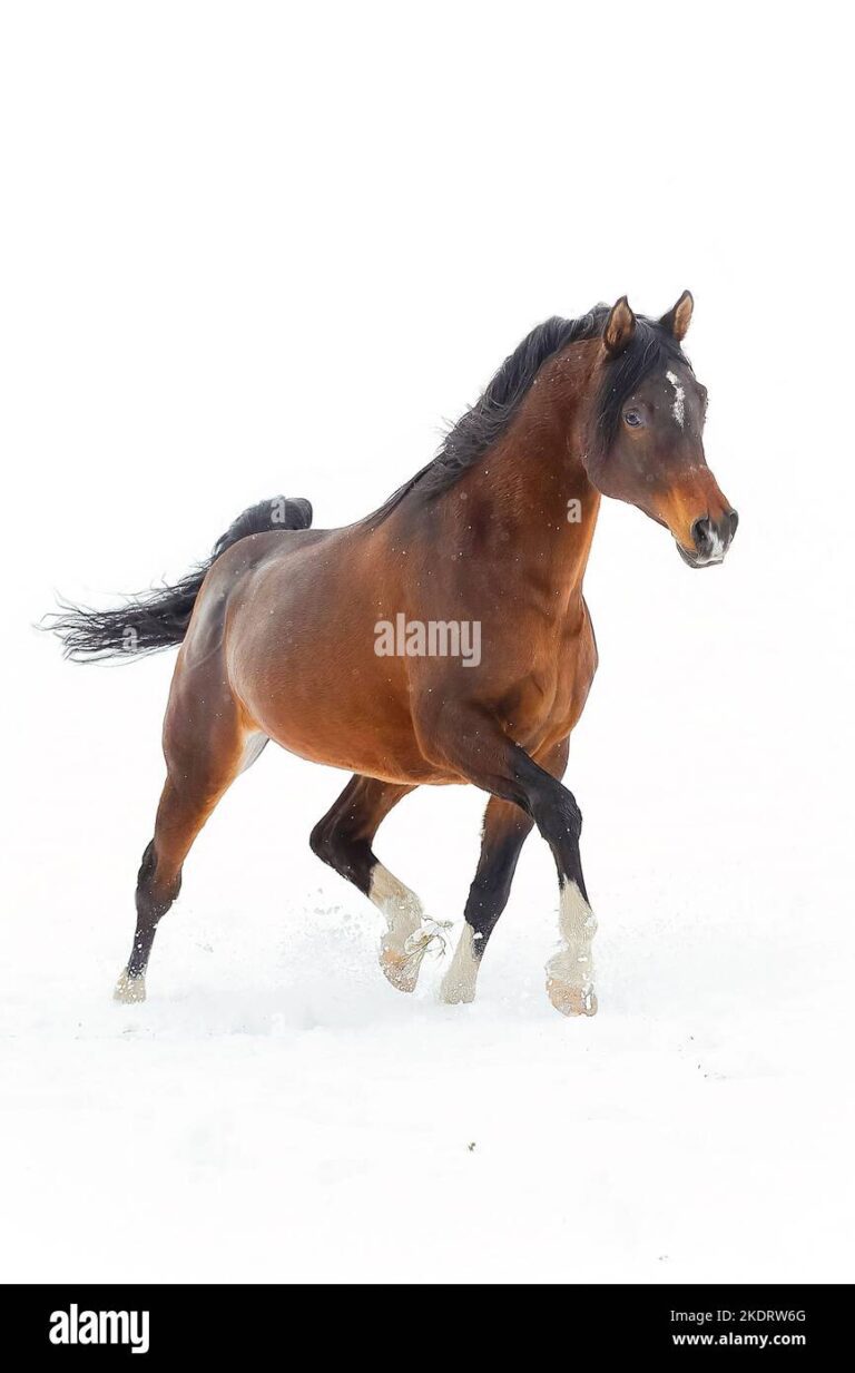 Por qué el caballo árabe levanta la cola