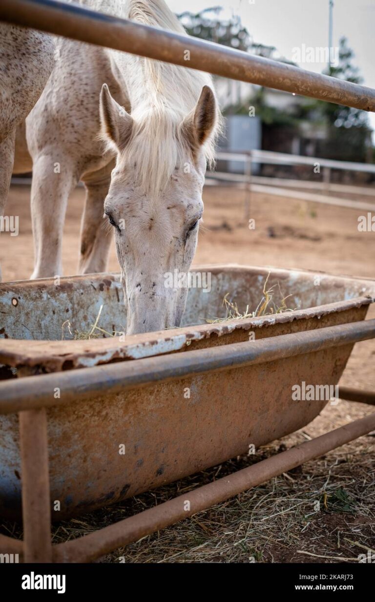 Qué cantidad de alimento debe comer un caballo