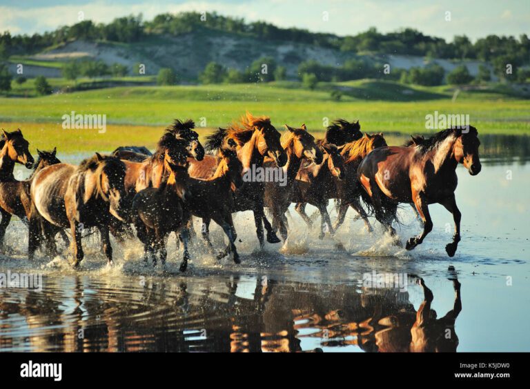 Por qué los caballos salvajes no necesitan herraduras
