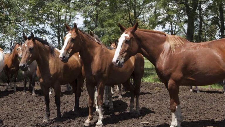 De qué evolucionó un caballo: Un vistazo a su historia genética