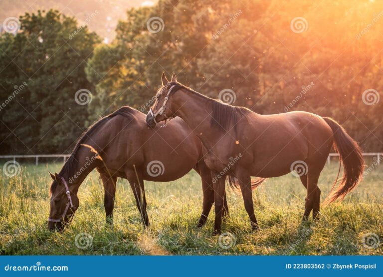 Cómo hacen los caballos cuando están enojados