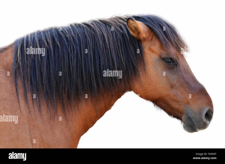 Qué son las cerdas de caballo: Todo lo que necesitas saber