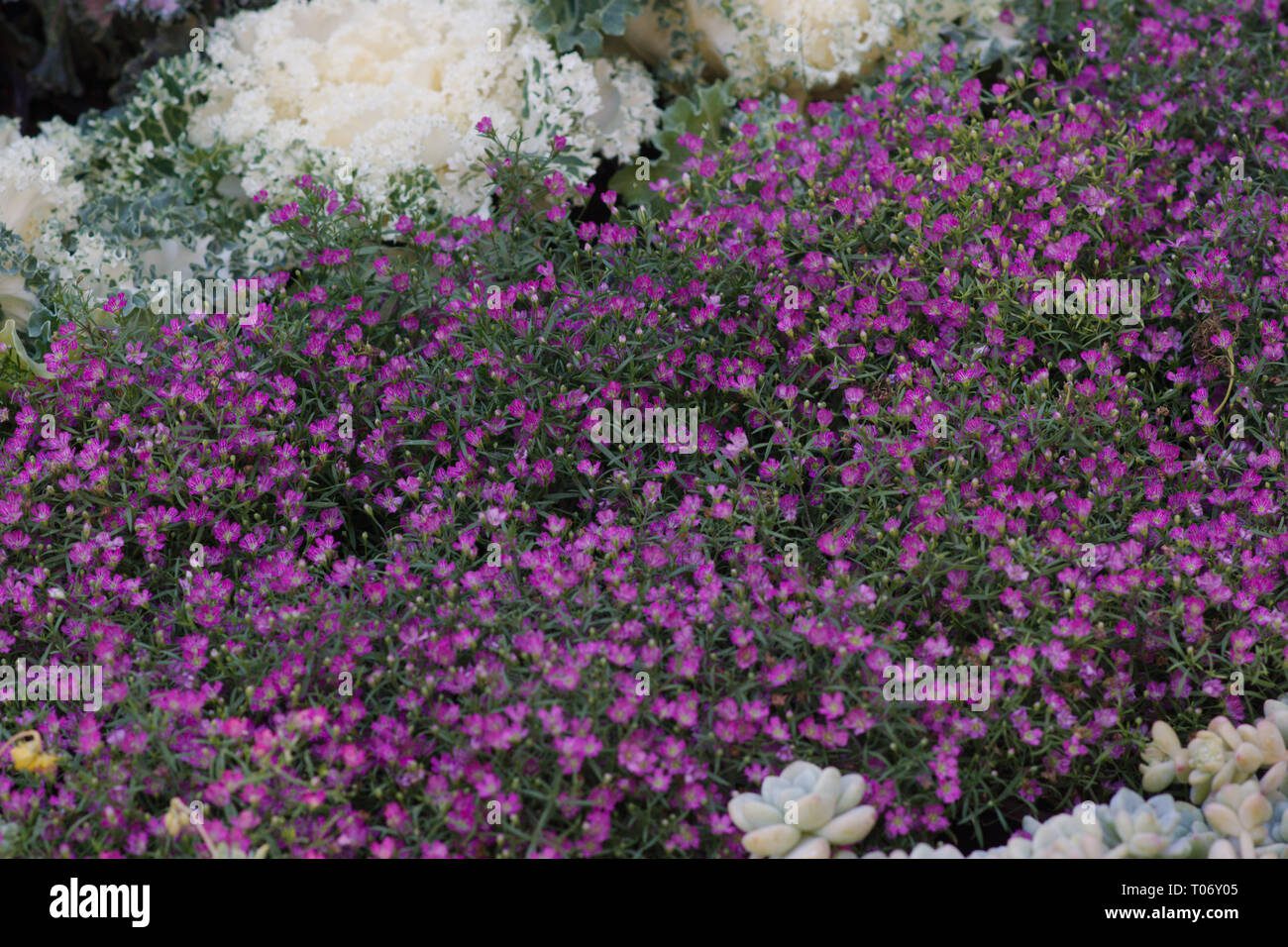 Flores coloridas en el Parque Benito Juárez