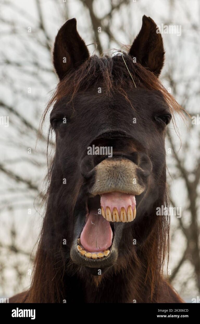 Qué dato curioso tiene el caballo